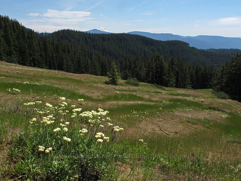 heart-leaf buckwheat (Eriogonum compositum) [Forest Road 68, Gifford Pinchot National Forest, Skamania County, Washington]