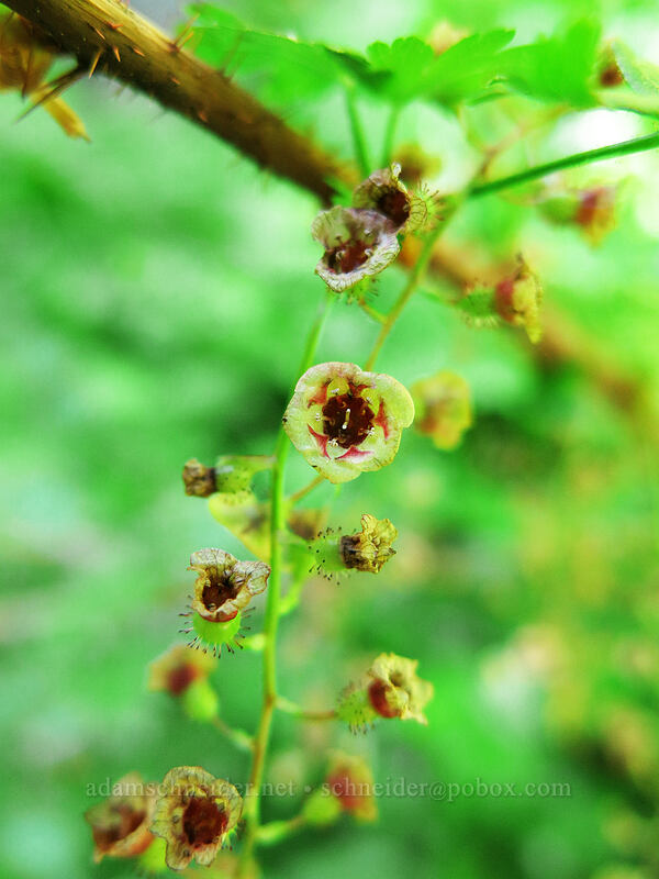 prickly currant (Ribes lacustre) [Tombstone Nature Trail, Willamette National Forest, Linn County, Oregon]