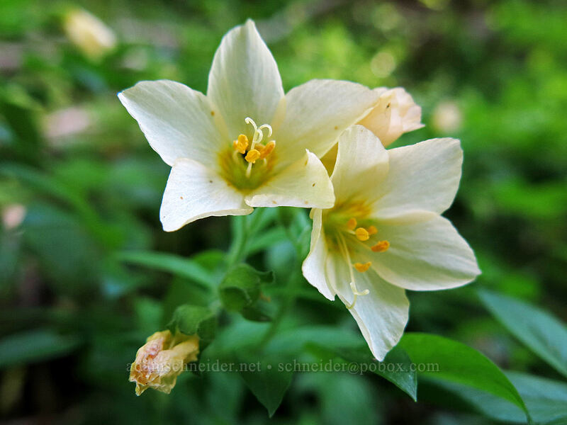 Oregon Jacob's-ladder (Polemonium carneum) [Cone Peak Trail, Willamette National Forest, Linn County, Oregon]