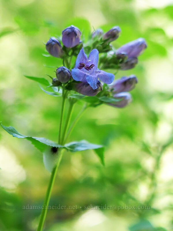 Cascade penstemon (Penstemon serrulatus) [Cone Peak Trail, Willamette National Forest, Linn County, Oregon]