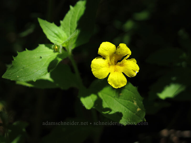 musk monkeyflower (Erythranthe moschata (Mimulus moschatus)) [Cone Peak Trail, Willamette National Forest, Linn County, Oregon]