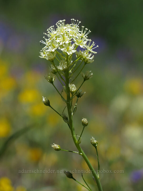 death-camas (Toxicoscordion venenosum (Zigadenus venenosus)) [Cone Peak Trail, Willamette National Forest, Linn County, Oregon]