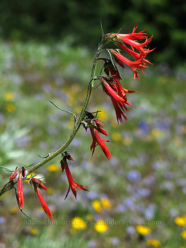 scarlet gilia (Ipomopsis aggregata) [Cone Peak Trail, Willamette National Forest, Linn County, Oregon]