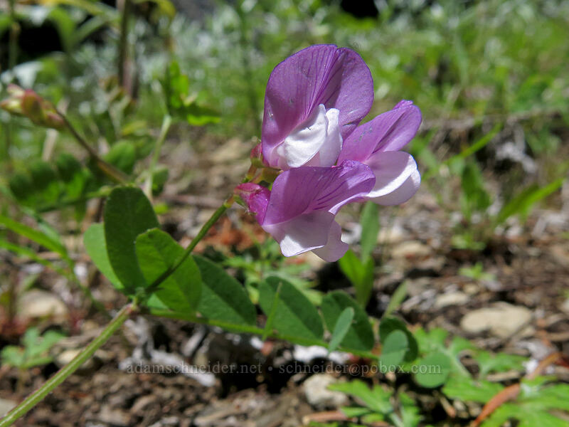 American vetch (Vicia americana) [Cone Peak Trail, Willamette National Forest, Linn County, Oregon]