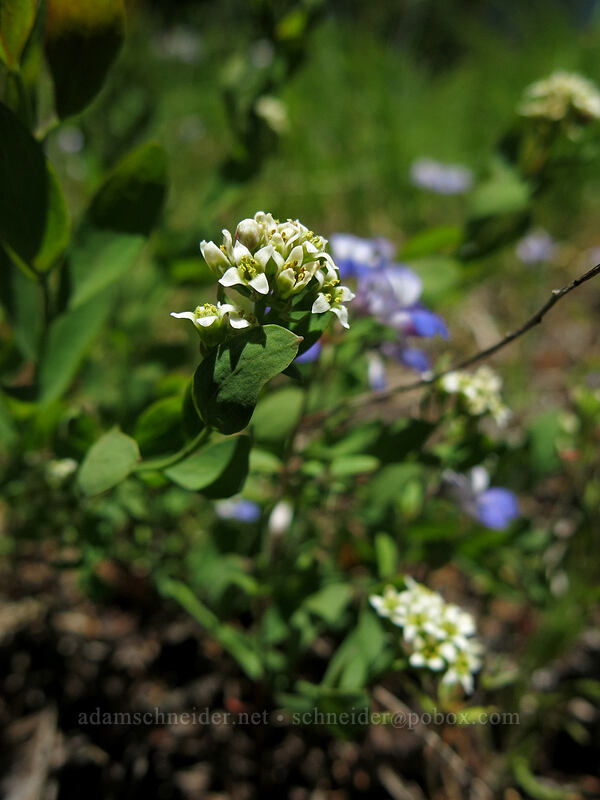 bastard toadflax & blue-eyed-mary (Comandra umbellata, Collinsia grandiflora) [Cone Peak Trail, Willamette National Forest, Linn County, Oregon]