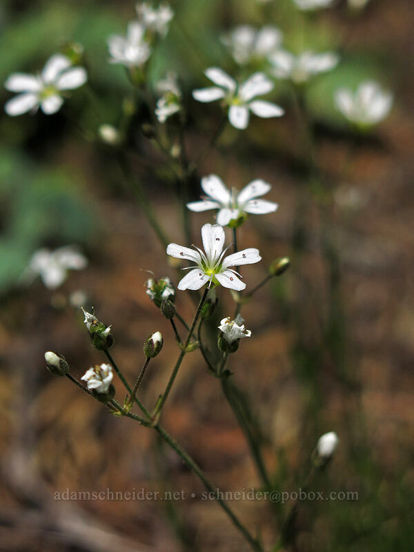 mountain sandwort (Eremogone capillaris var. americana (Arenaria capillaris var. americana)) [Cone Peak Trail, Willamette National Forest, Linn County, Oregon]