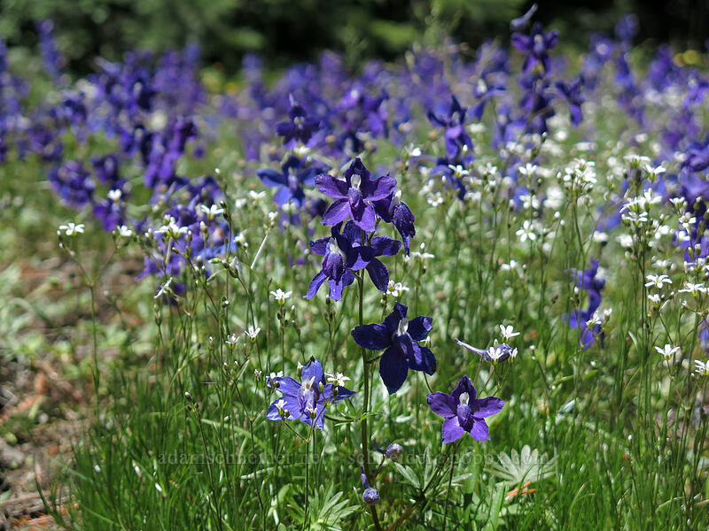 larkspur & sandwort (Delphinium menziesii, Eremogone capillaris (Arenaria capillaris)) [Cone Peak Trail, Willamette National Forest, Linn County, Oregon]