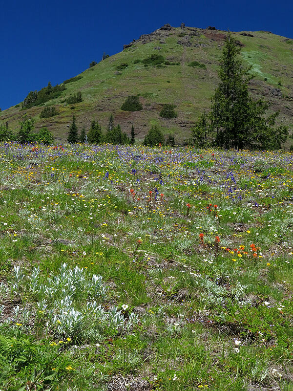 Cone Peak & wildflowers (Castilleja hispida, Delphinium menziesii, Eriophyllum lanatum, Calochortus subalpinus, Gilia capitata, Artemisia ludoviciana ssp. candicans) [Cone Peak Trail, Willamette National Forest, Linn County, Oregon]