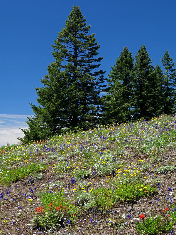 wildflowers (Eriophyllum lanatum, Castilleja sp., Delphinium menziesii, Calochortus subalpinus, Eriogonum umbellatum var. haussknechtii (Eriogonum haussknechtii), Gilia capitata, Drymocallis glandulosa (Potentilla glandulosa)) [Cone Peak Trail, Willamette National Forest, Linn County, Oregon]