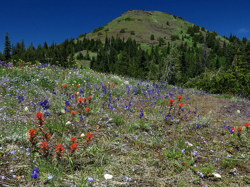 Cone Peak & wildflowers (Castilleja hispida, Delphinium menziesii, Calochortus subalpinus, Drymocallis sp. (Potentilla glandulosa), Eriogonum compositum, Collinsia grandiflora, Toxicoscordion paniculatum (Zigadenus paniculatus)) [Cone Peak Trail, Willamette National Forest, Linn County, Oregon]
