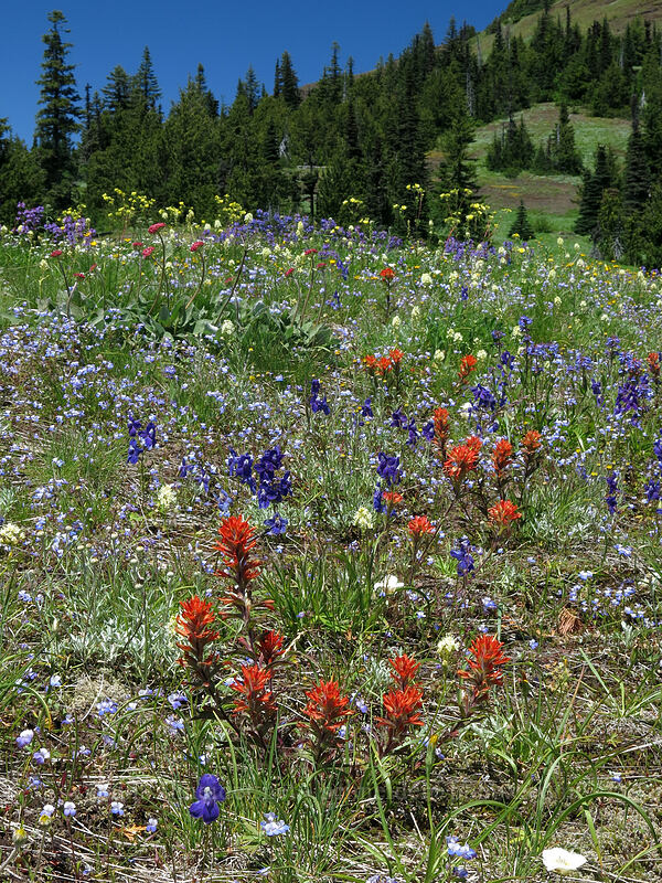 wildflowers (Castilleja hispida, Delphinium menziesii, Eriogonum compositum, Collinsia grandiflora, Calochortus subalpinus, Drymocallis sp. (Potentilla sp.), Toxicoscordion paniculatum (Zigadenus paniculatus)) [Cone Peak Trail, Willamette National Forest, Linn County, Oregon]