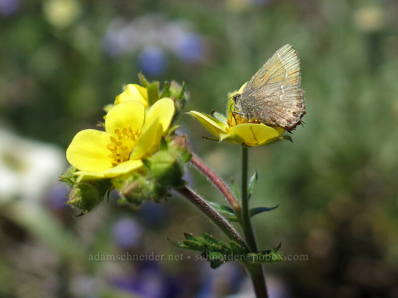 hairstreak butterfly on cinquefoil (Callophrys sp.) [Cone Peak Trail, Willamette National Forest, Linn County, Oregon]