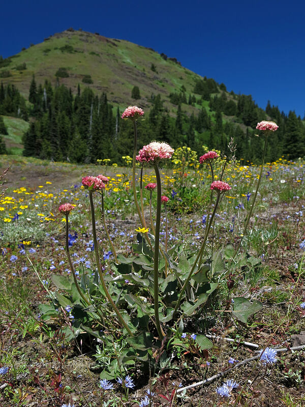 heart-leaf buckwheat & Cone Peak (Eriogonum compositum) [Cone Peak Trail, Willamette National Forest, Linn County, Oregon]