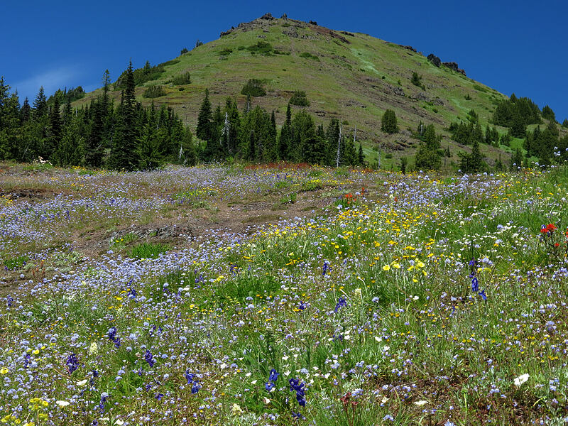 Cone Peak & wildflowers (Gilia capitata, Eriophyllum lanatum, Delphinium menziesii, Castilleja sp., Eriogonum umbellatum, Drymocallis sp. (Potentilla sp.), Cerastium arvense, Toxicoscordion paniculatum (Zigadenus paniculatus)) [Cone Peak Trail, Willamette National Forest, Linn County, Oregon]