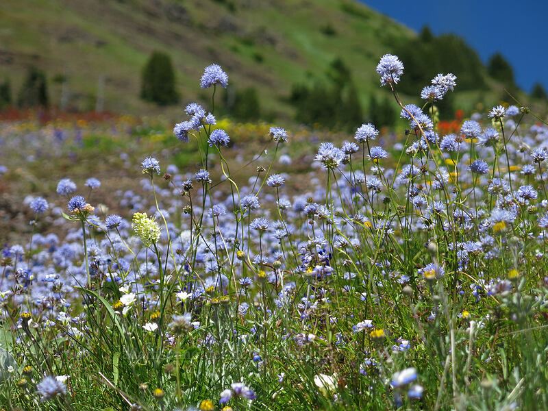 blue-head gilia (Gilia capitata) [Cone Peak Trail, Willamette National Forest, Linn County, Oregon]