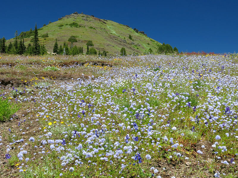 Cone Peak & blue-head gilia (Gilia capitata) [Cone Peak Trail, Willamette National Forest, Linn County, Oregon]