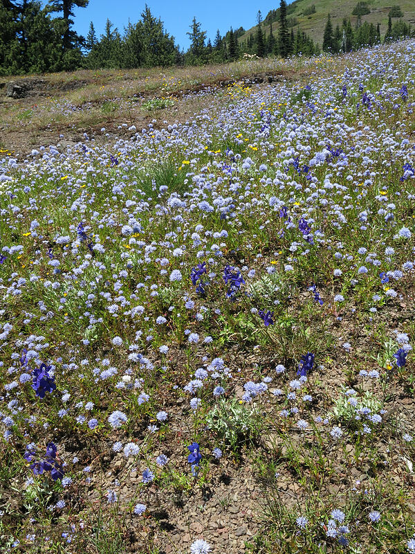 gilia, larkspur, & Oregon sunshine (Gilia capitata, Delphinium menziesii, Eriophyllum lanatum) [Cone Peak Trail, Willamette National Forest, Linn County, Oregon]