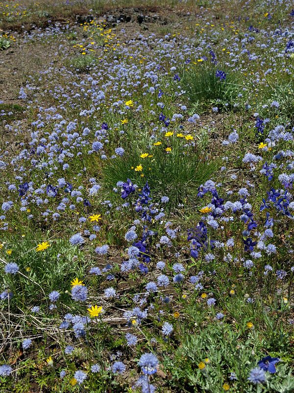 gilia, larkspur, & Oregon sunshine (Gilia capitata, Delphinium menziesii, Eriophyllum lanatum) [Cone Peak Trail, Willamette National Forest, Linn County, Oregon]