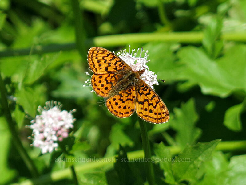 Pacific fritillary butterfly on Sitka valerian (Boloria epithore, Valeriana sitchensis) [Cone Peak Trail, Willamette National Forest, Linn County, Oregon]