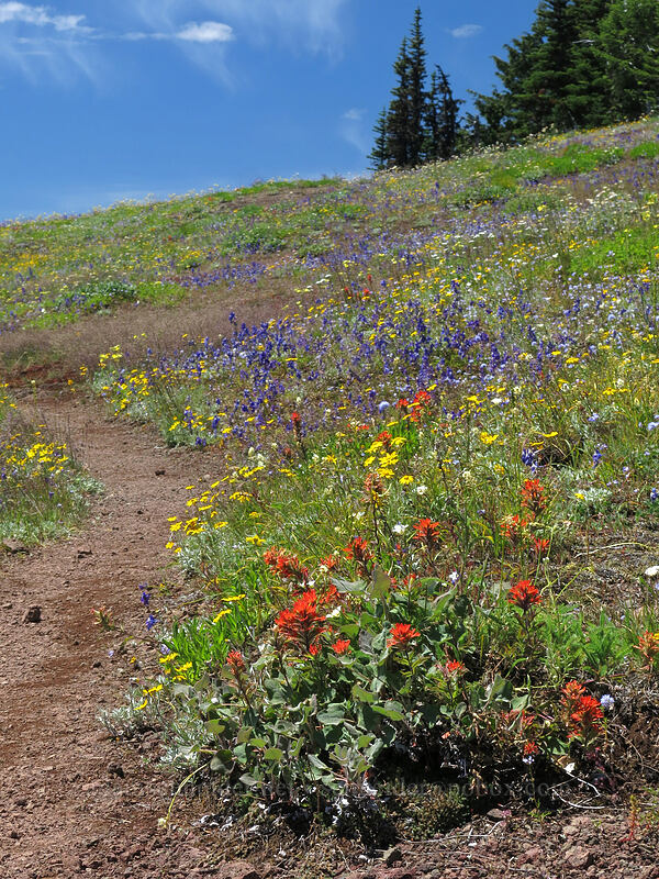wildflowers (Castilleja hispida, Eriophyllum lanatum, Delphinium menziesii, Calochortus subalpinus, Gilia capitata) [Cone Peak Trail, Willamette National Forest, Linn County, Oregon]