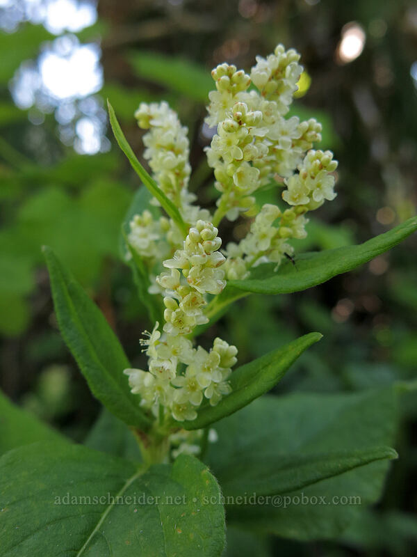 alpine knotweed (Aconogonon phytolaccifolium (Koenigia phytolaccifolia)) [Cone Peak Trail, Willamette National Forest, Linn County, Oregon]