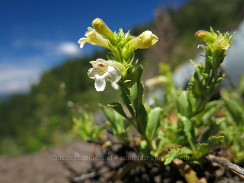 hot rock penstemon (Penstemon deustus) [Cone Peak Trail, Willamette National Forest, Linn County, Oregon]