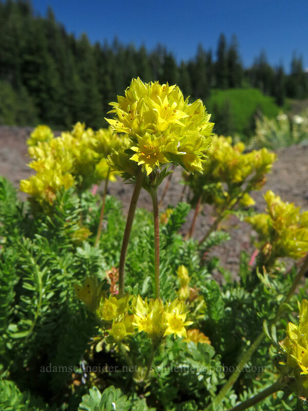 Gordon's alpine ivesia (Ivesia gordonii var. alpicola (Potentilla gordonii var. alpicola)) [Cone Peak Trail, Willamette National Forest, Linn County, Oregon]