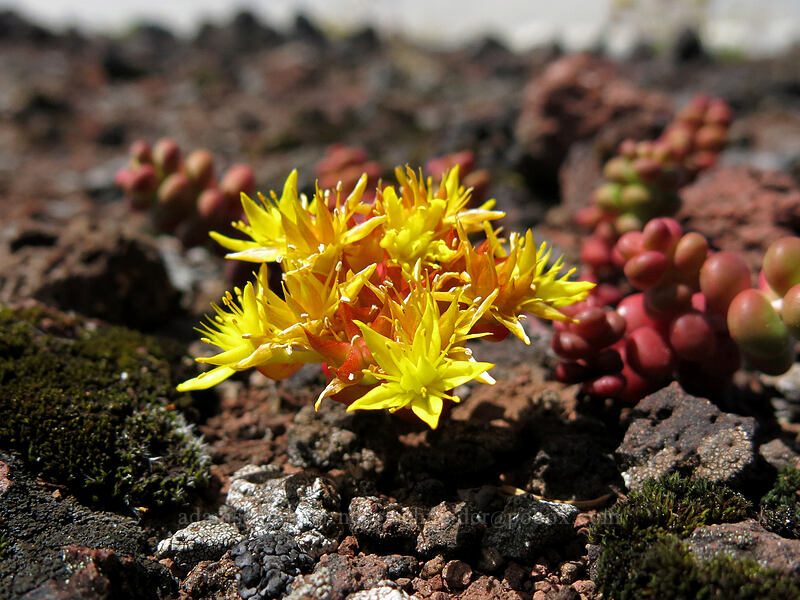 spreading stonecrop (Sedum divergens) [Cone Peak Trail, Willamette National Forest, Linn County, Oregon]