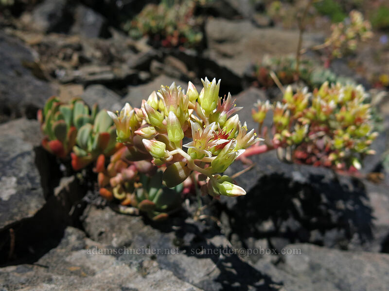 creamy stonecrop (Sedum oregonense) [Cone Peak Trail, Willamette National Forest, Linn County, Oregon]