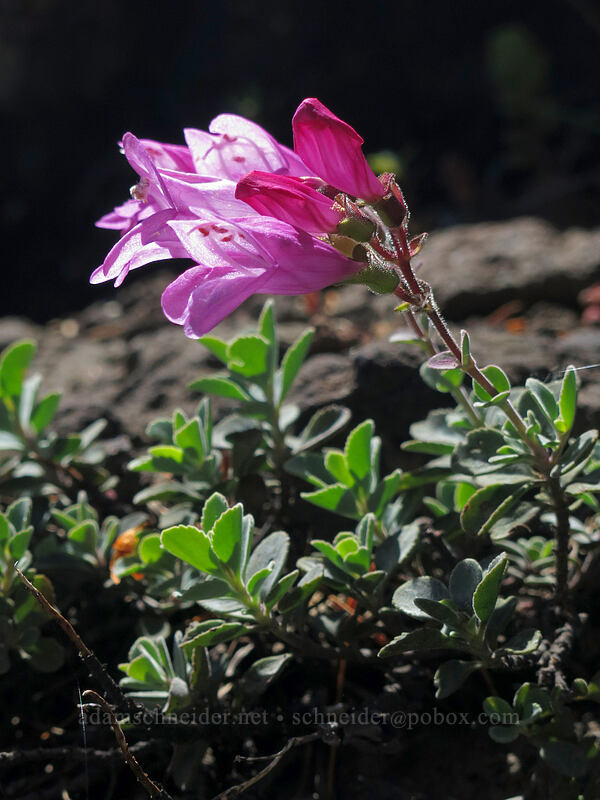 cliff penstemon (Penstemon rupicola) [Cone Peak Trail, Willamette National Forest, Linn County, Oregon]