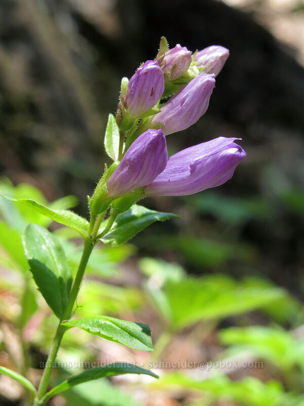 Cardwell's penstemon (Penstemon cardwellii) [Cone Peak Trail, Willamette National Forest, Linn County, Oregon]