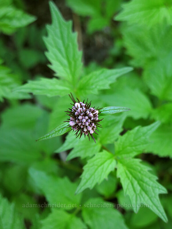 Sitka valerian, budding (Valeriana sitchensis) [Cone Peak Trail, Willamette National Forest, Linn County, Oregon]