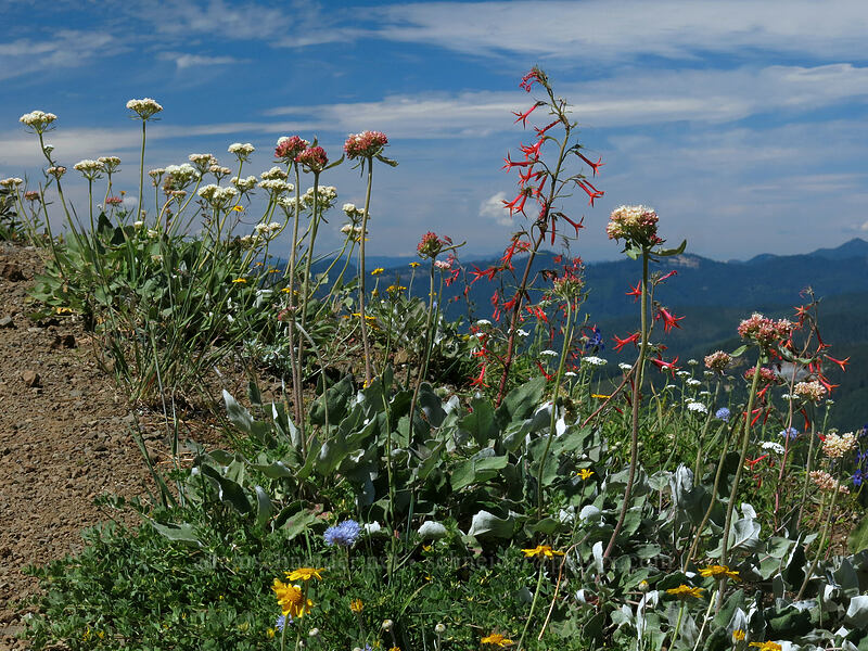 scarlet gilia & heart-leaf buckwheat (Ipomopsis aggregata, Eriogonum compositum) [Cone Peak Trail, Willamette National Forest, Linn County, Oregon]
