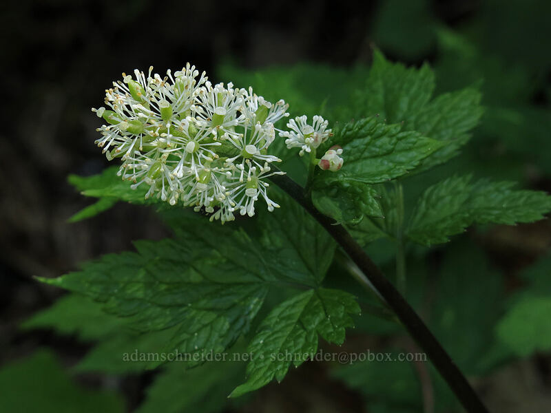 baneberry flowers (Actaea rubra) [Cone Peak Trail, Willamette National Forest, Linn County, Oregon]
