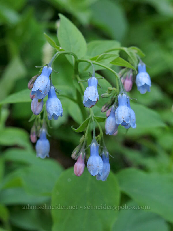 tall bluebells (Mertensia paniculata) [Cone Peak Trail, Willamette National Forest, Linn County, Oregon]