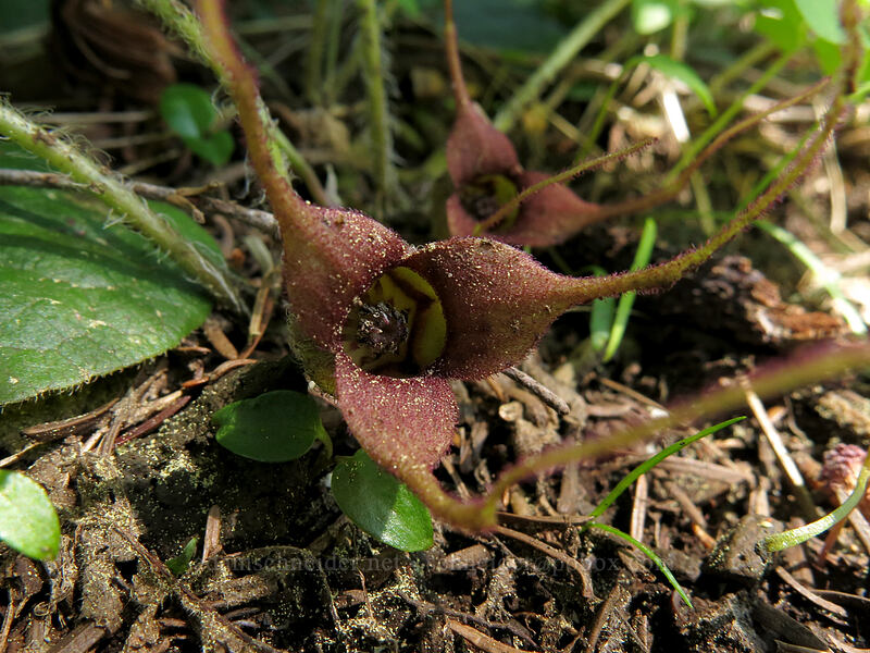 wild ginger (Asarum caudatum) [Cone Peak Trail, Willamette National Forest, Linn County, Oregon]
