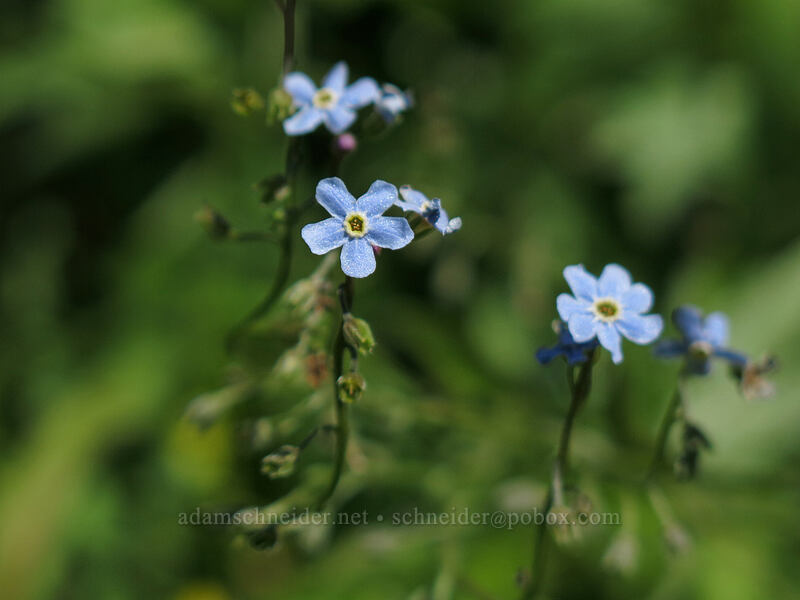 blue stickseed (Hackelia micrantha (Hackelia jessicae)) [Cone Peak Trail, Willamette National Forest, Linn County, Oregon]