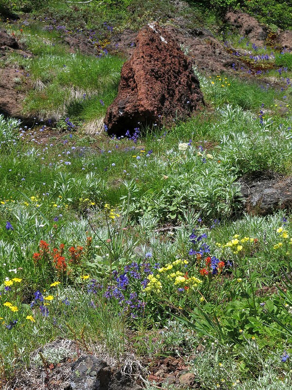 wildflowers & lava (Castilleja sp., Penstemon procerus, Delphinium menziesii, Gilia capitata, Eriophyllum lanatum, Drymocallis glandulosa (Potentilla glandulosa), Artemisia ludoviciana ssp. candicans, Eriogonum compositum) [Iron Mountain Trail, Willamette National Forest, Linn County, Oregon]