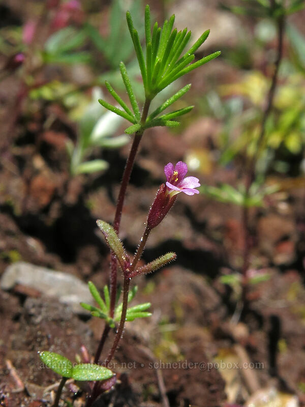 Brewer's monkeyflower (Erythranthe breweri (Mimulus breweri)) [Iron Mountain Trail, Willamette National Forest, Linn County, Oregon]