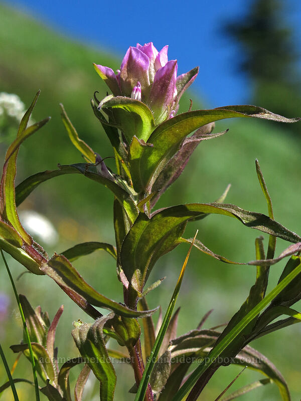 mountain owl-clover (Orthocarpus imbricatus) [Iron Mountain Trail, Willamette National Forest, Linn County, Oregon]