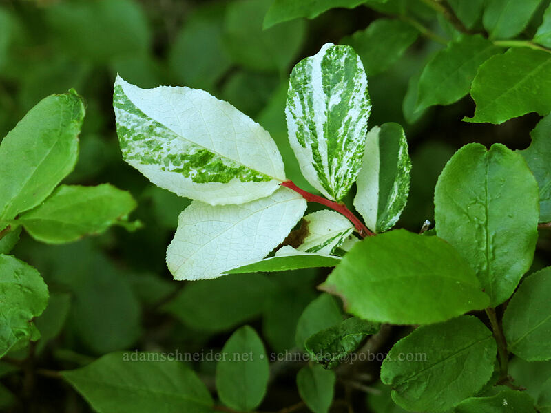 white-streaked huckleberry leaves (Vaccinium sp.) [Iron Mountain Trail, Willamette National Forest, Linn County, Oregon]