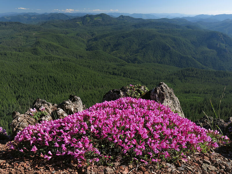 cliff penstemon (Penstemon rupicola) [Iron Mountain summit, Willamette National Forest, Linn County, Oregon]