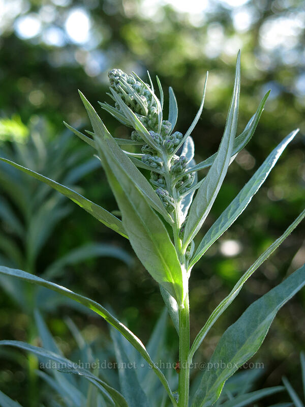 silver wormwood (western mugwort) (Artemisia ludoviciana ssp. candicans) [Iron Mountain Trail, Willamette National Forest, Linn County, Oregon]