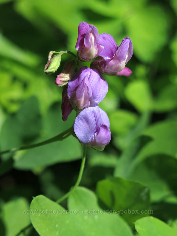 Sierra pea-vine (Lathyrus nevadensis) [Iron Mountain Trail, Willamette National Forest, Linn County, Oregon]