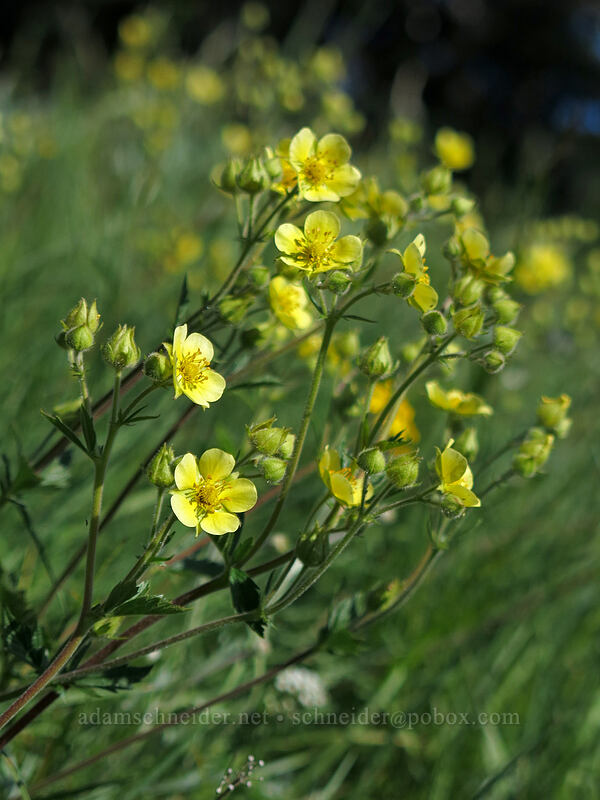 cinquefoil (Potentilla sp. (Drymocallis sp.)) [Iron Mountain Trail, Willamette National Forest, Linn County, Oregon]