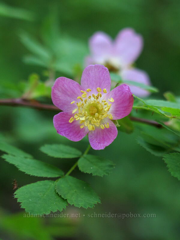 bald-hip rose (Rosa gymnocarpa) [Iron Mountain Trail, Willamette National Forest, Linn County, Oregon]