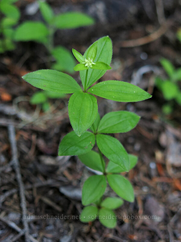 Oregon bedstraw (Galium oreganum) [Iron Mountain Trail, Willamette National Forest, Linn County, Oregon]