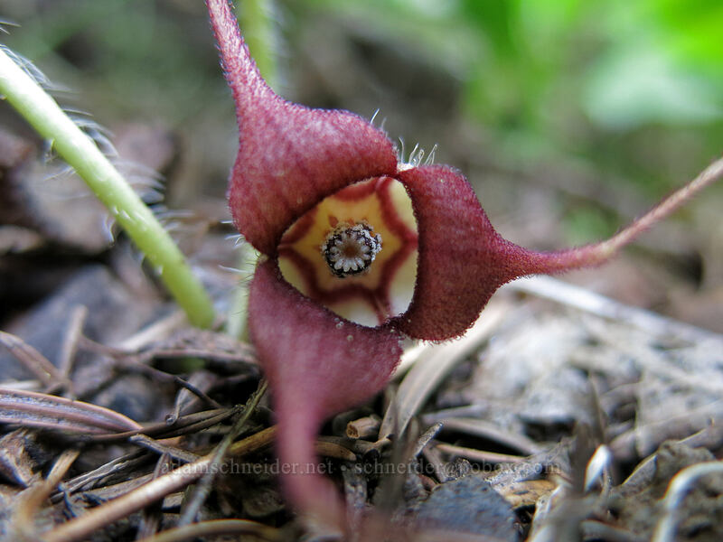 wild ginger (Asarum caudatum) [Iron Mountain Trail, Willamette National Forest, Linn County, Oregon]