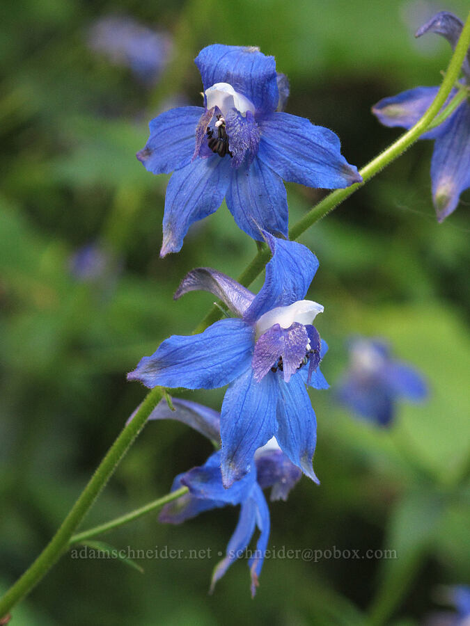 Columbian larkspur (Delphinium trolliifolium) [Saddle Mountain Trailhead, Clatsop County, Oregon]