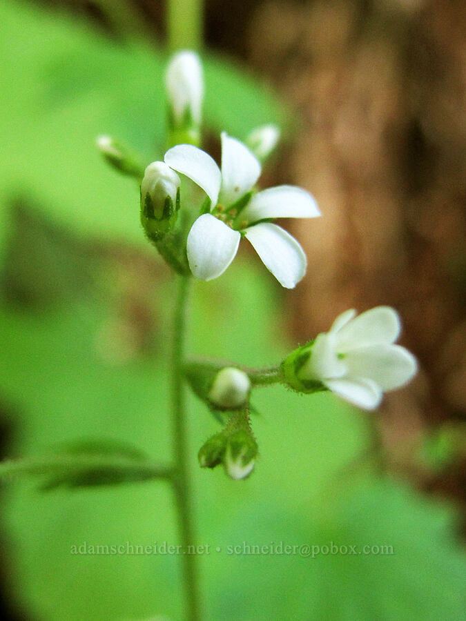 coastal boykinia (Boykinia occidentalis) [Saddle Mountain Trail, Clatsop County, Oregon]